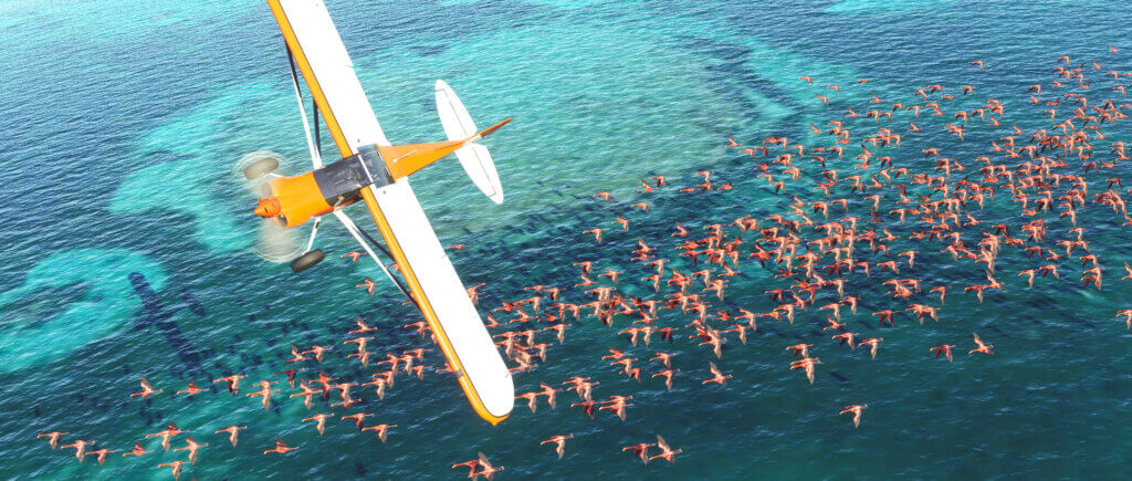 Plane flying over water and flamingos