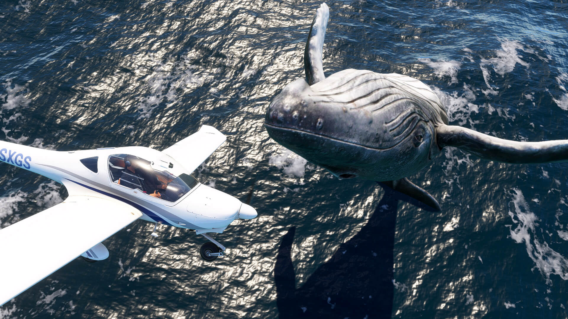 A low-wing propeller aircraft passes very close above a whale jumping from the ocean