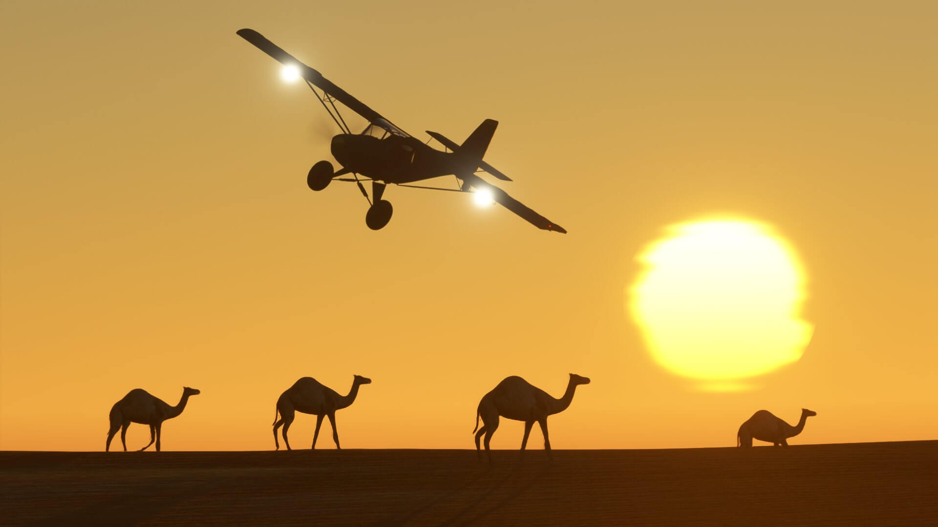 An X-Cub banks right over Camels walking in the Desert