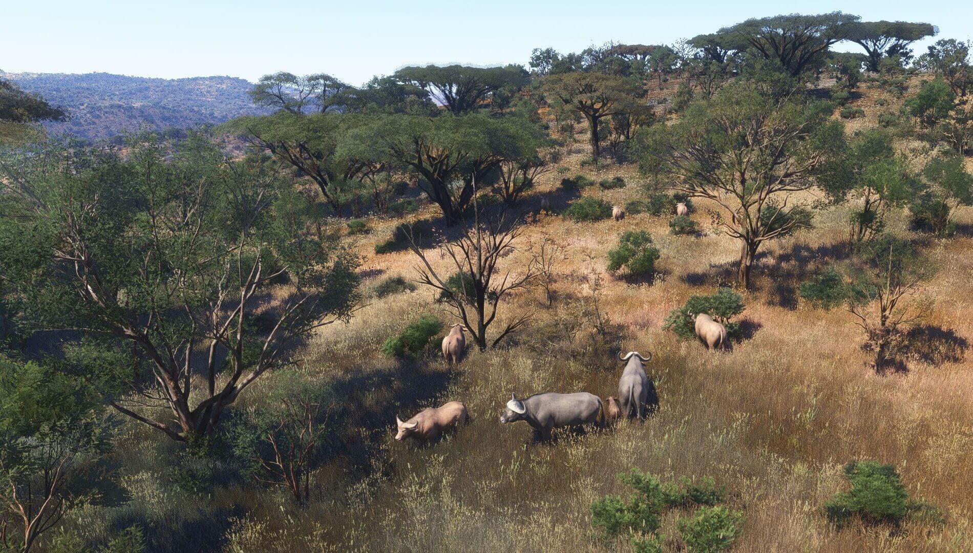 A herd of cattle visible from the air