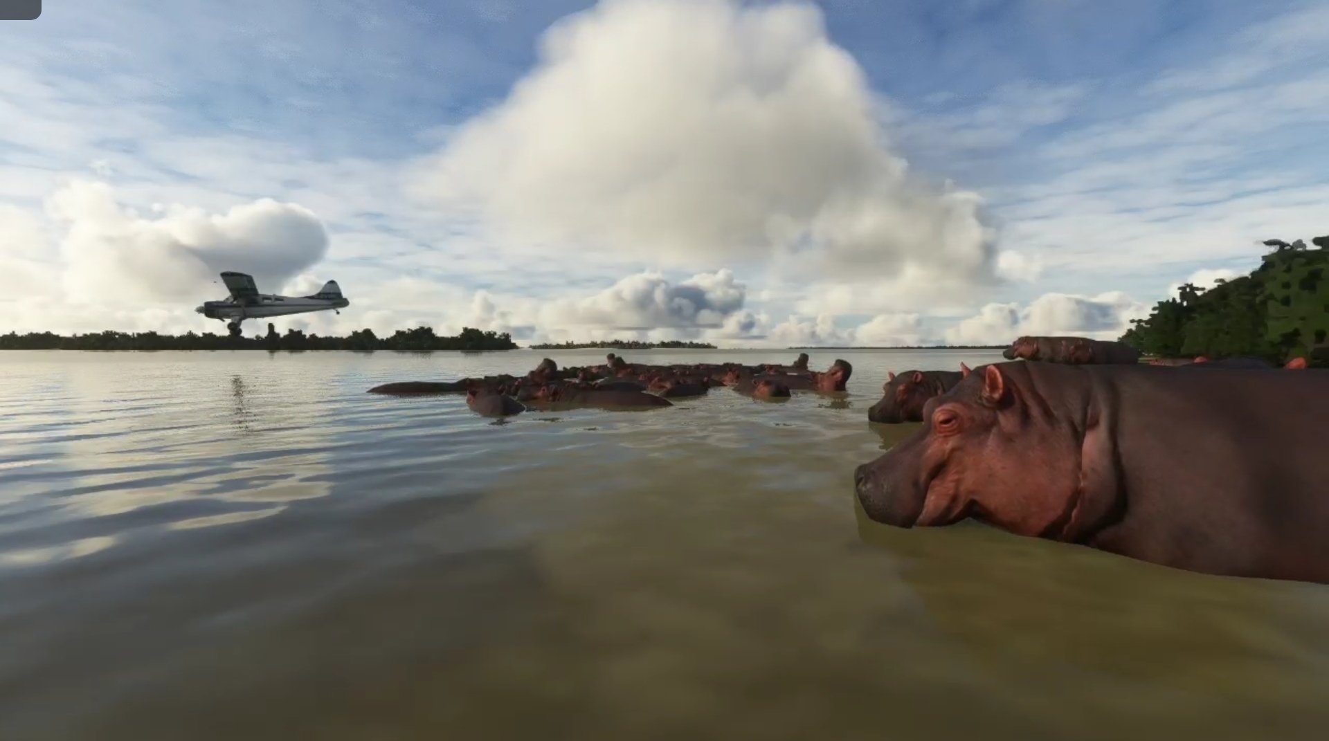 A high wing propeller aircraft flies low over a group of Hippos