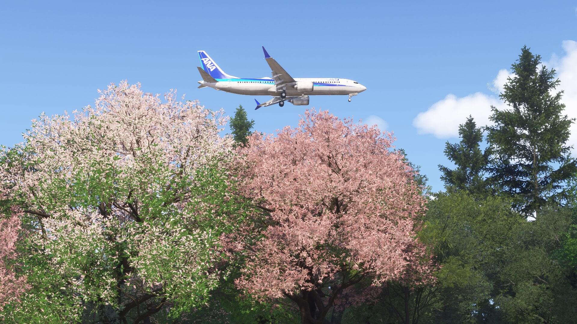 An ANA jetliner flies over bloom cherry trees.