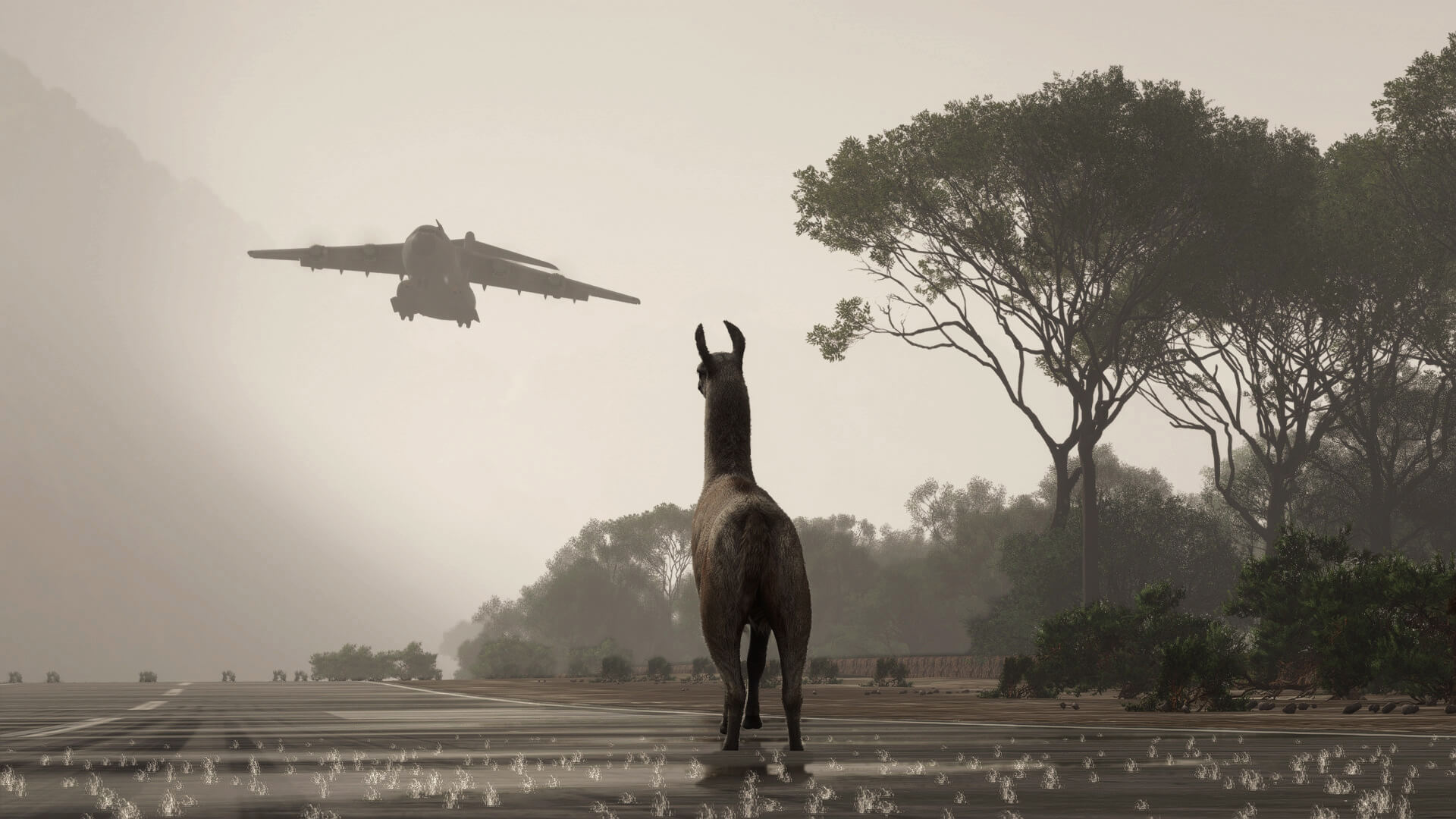 A llama looks on while a C-17 Globemaster approaches a runway.