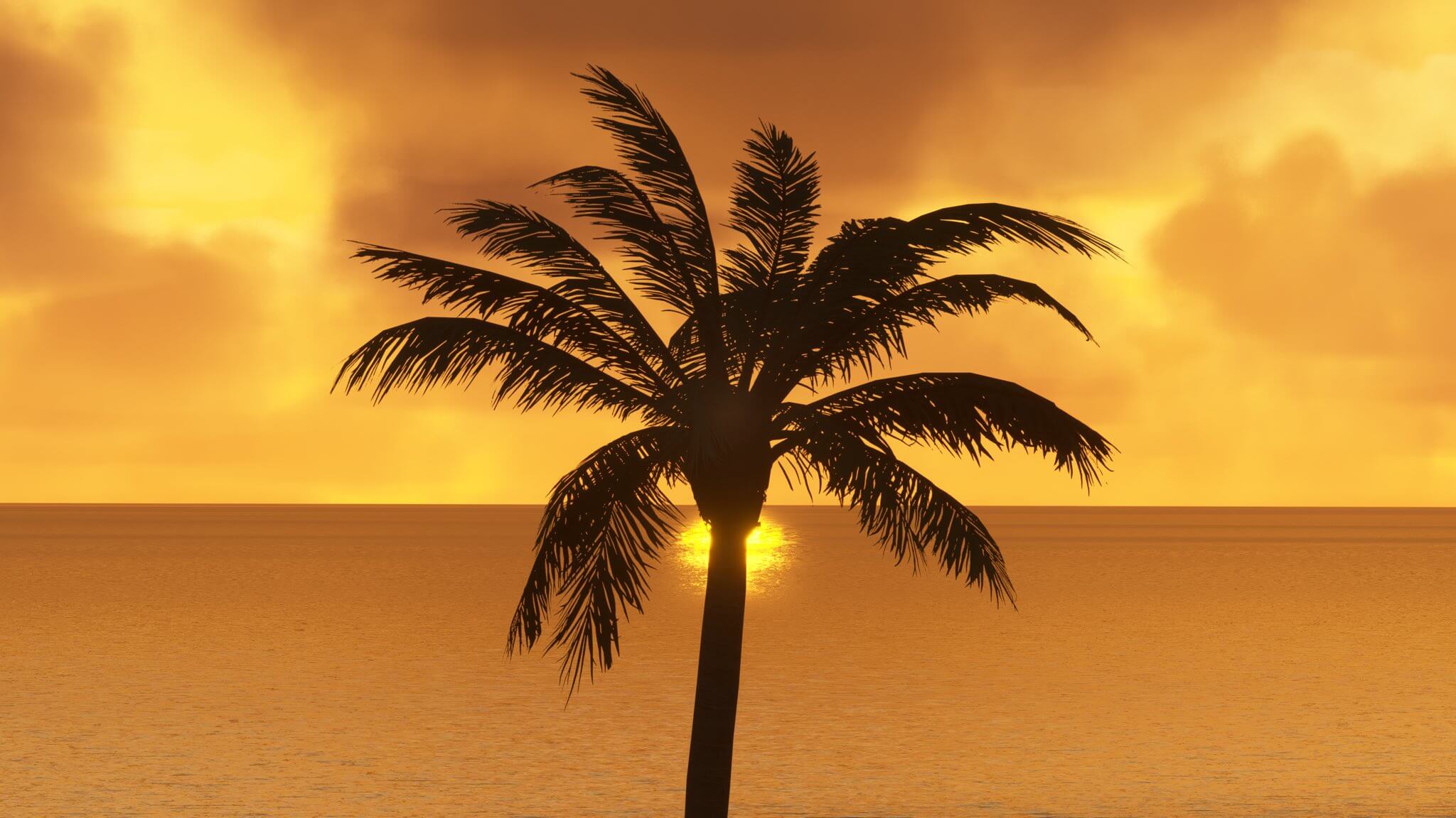 A palm tree is silhouetted by the sun during golden hour