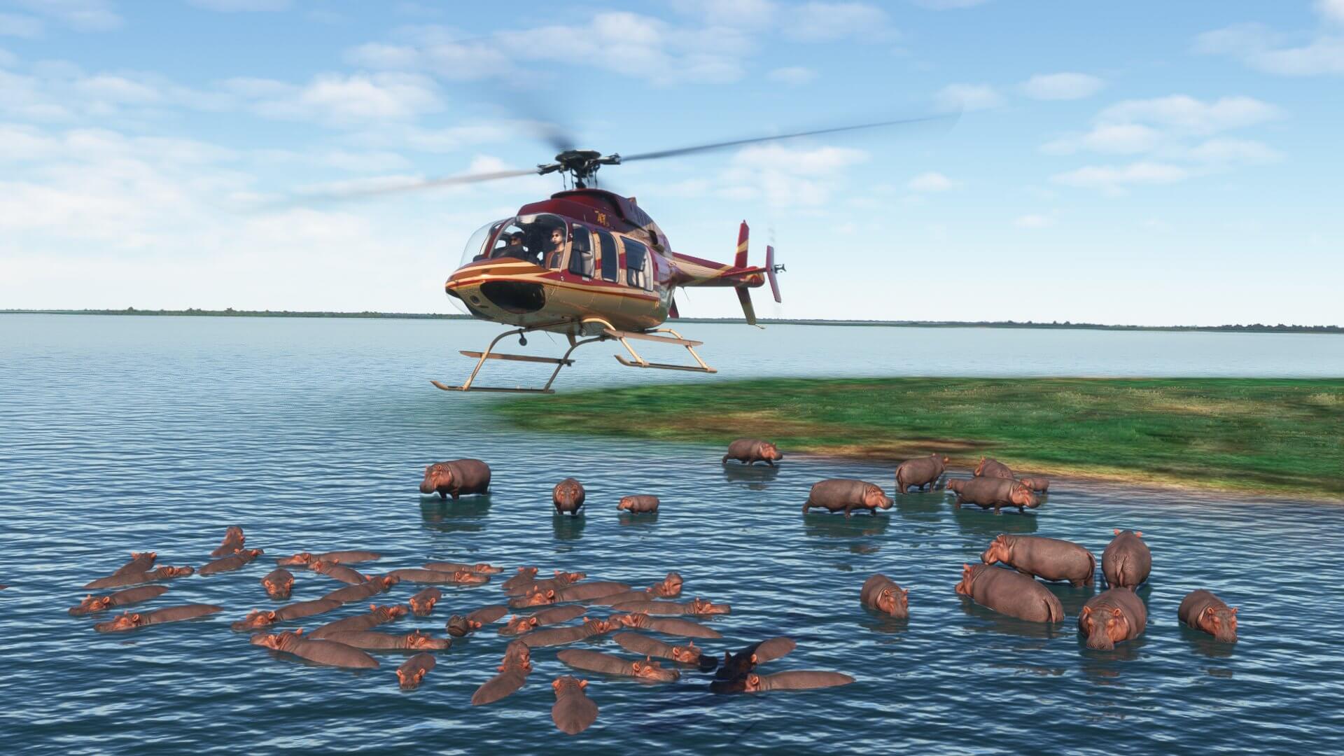 A Bell 407 helicopter flies low over a group of Hippo's in water